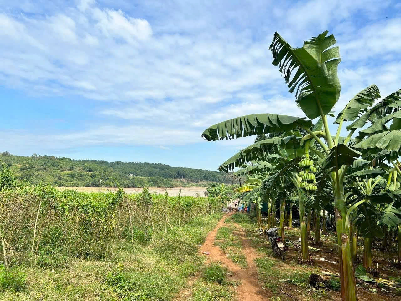 Chủ xuất cảnh cần ra nhanh đất 7.000m2 giá 1,2 tỷ - Giáp sông Srêpốk, Buôn Ma Thuột, tỉnh Đắk Lắk