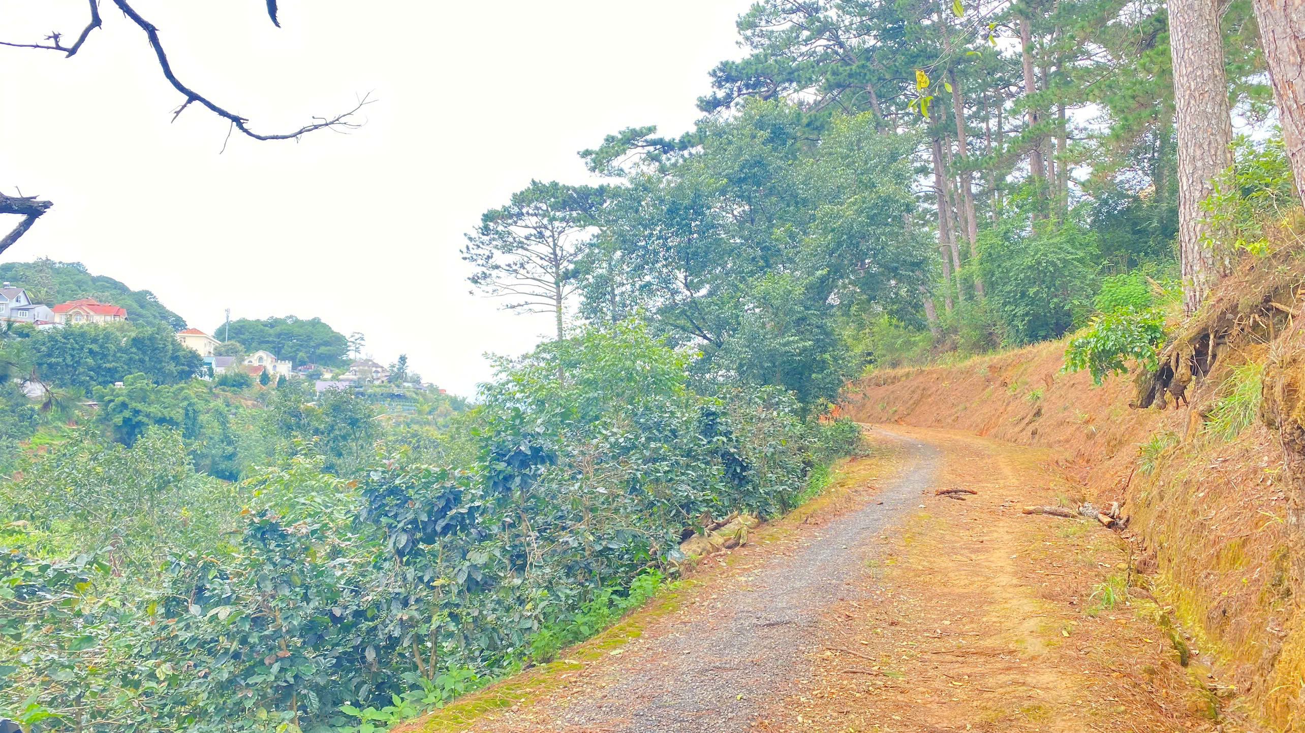 E đang có 8.000m2 hẻm khe sanh, p10 - đà lạt, lâm đồng